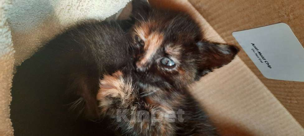 Кошки в Красногорске: Котик в добрые ручки Девочка, Бесплатно - фото 2