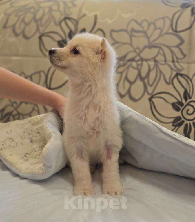 Собаки в Москве: Тофу ,щенок из Якутска Мальчик, Бесплатно - фото 5