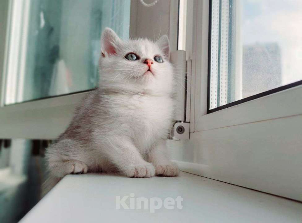 Кошки в Москве: Шотландские котята с документами Мальчик, 25 000 руб. - фото 1