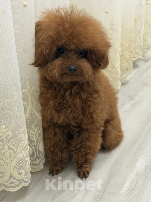 Собаки в Ейске: Продаю щенков Тедди пудель, импорт Китай🇨🇳, девочка 9 месяцев, мальчик 11 месяцев Девочка, 200 000 руб. - фото 2