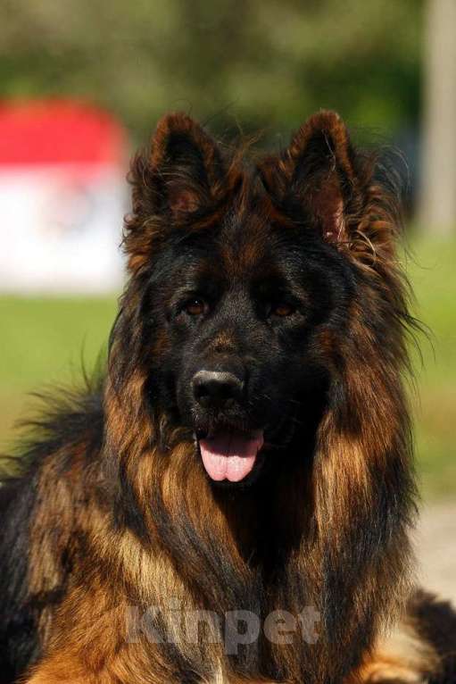 Собаки в Москве: Щенки немецкой длинношерстной овчарки  Мальчик, Бесплатно - фото 9