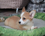 Собаки в Армавире: щенки вельш корги Девочка, 45 000 руб. - фото 3