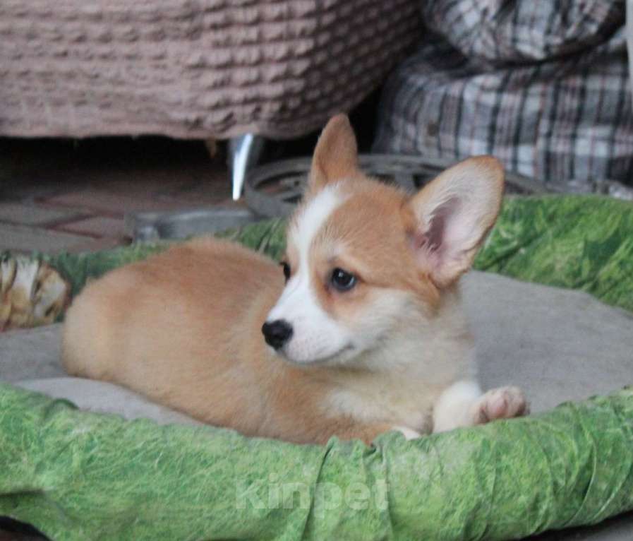 Собаки в Армавире: щенки вельш корги Девочка, 45 000 руб. - фото 3