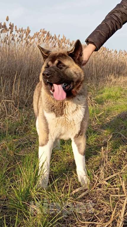 Собаки в других городах Краснодарского края: В добрые и заботливые руки отдам кобеля Американской Акиты Мальчик, Бесплатно - фото 1