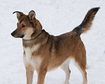 Собаки в Москве: Лисичка Цири ищет дом, 3 года  Девочка, Бесплатно - фото 1
