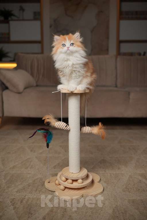 Кошки в Москве: КВИННИ ПУХ - королева породы  Девочка, 300 000 руб. - фото 8