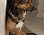 Собаки в Рязани: Отдам в добрые руки  Мальчик, Бесплатно - фото 5