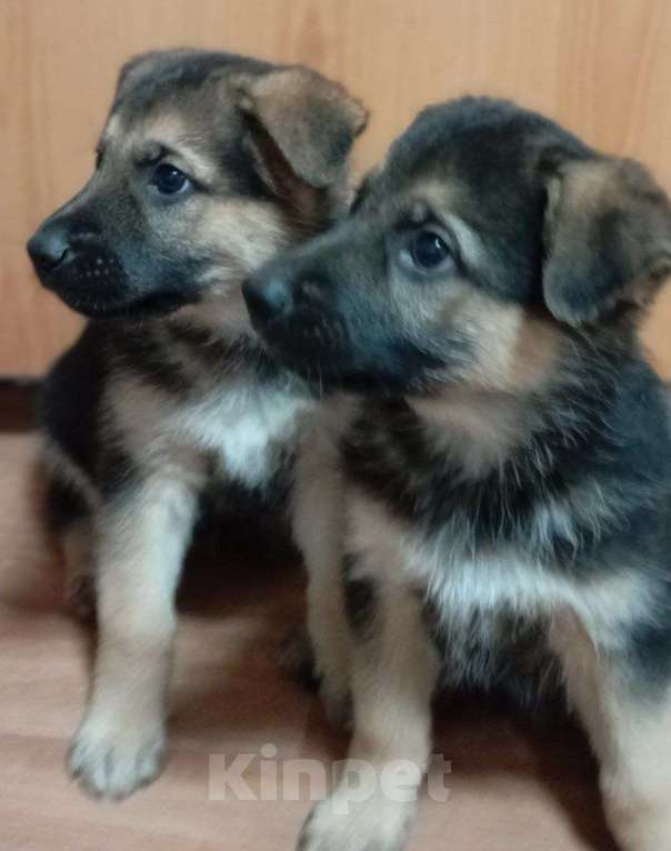 Собаки в других городах Крыма: Щенки немецкой овчарки  Мальчик, 10 000 руб. - фото 1