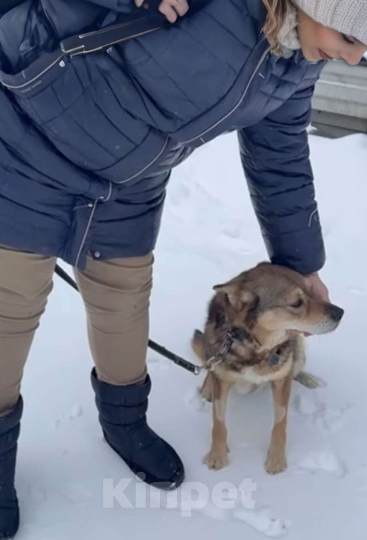 Собаки в Москве: Малышка Вера ищет дом Девочка, Бесплатно - фото 5