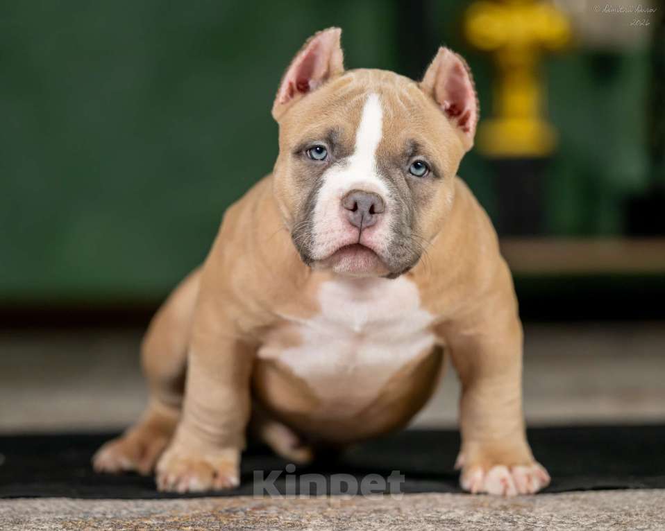 Собаки в других городах Воронежской области: Предлагается щенок Американский Булли Мальчик, 250 000 руб. - фото 1