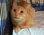 Кошки в Москве: Кошка Рыжка ищет дом Девочка, 10 руб. - фото 2