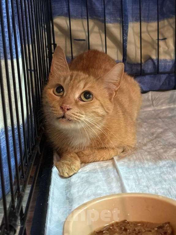 Кошки в Москве: Кошка Рыжка ищет дом Девочка, 10 руб. - фото 2