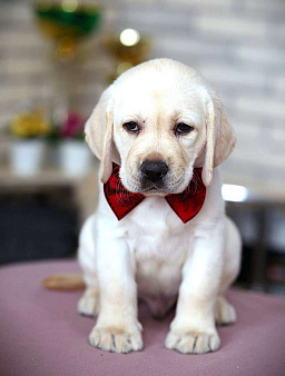 Лабрадор ретривер щенки