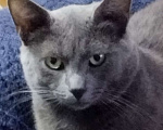 Кошки в Воскресенске: Пропал кот серого цвета,в районе 88 км  Мальчик, 1 000 руб. - фото 1