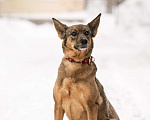 Собаки в Щелково: Собака в добрые руки Девочка, Бесплатно - фото 2