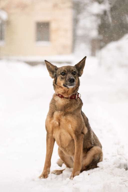Собаки в Щелково: Собака в добрые руки Девочка, Бесплатно - фото 2