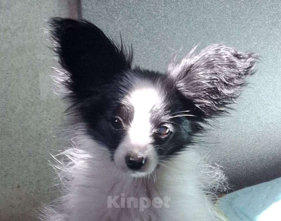 Собаки в Москве: Мальчик папийон  Мальчик, 60 000 руб. - фото 2