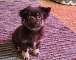 Собаки в Москве: Обоятельный малыш. Мальчик, 45 000 руб. - фото 1