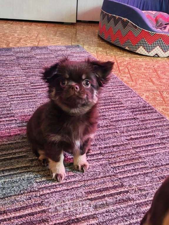 Собаки в Москве: Обоятельный малыш. Мальчик, 45 000 руб. - фото 1