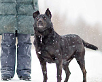 Собаки в Москве: Килиманджаро, маленький пёсик из приюта Мальчик, Бесплатно - фото 4