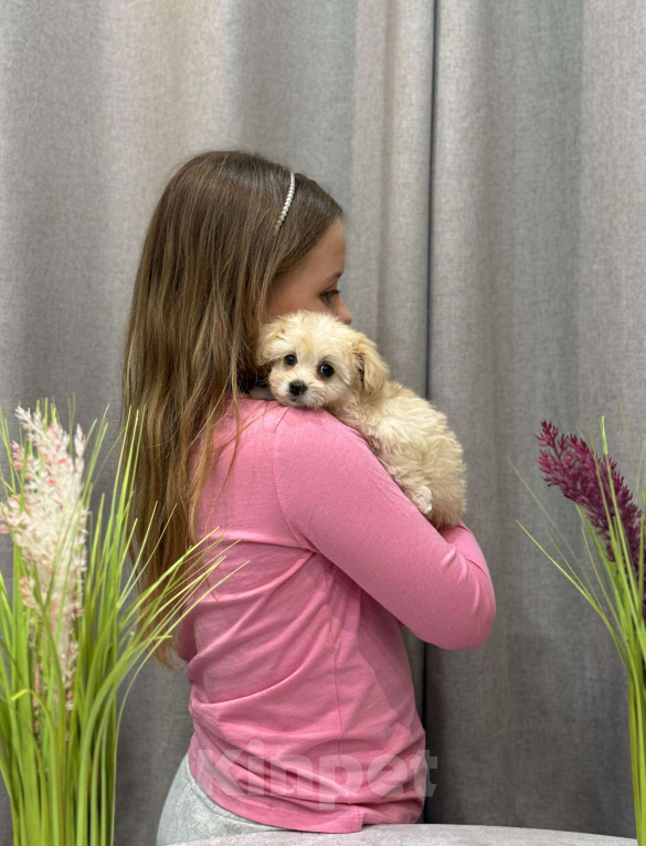 Собаки в Москве: Мальтипу девочка 2 Девочка, 180 000 руб. - фото 9