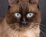 Кошки в Астрахани: Сиамский(тайский) котенок, 1 500 руб. - фото 1
