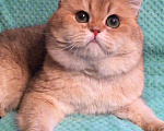 Кошки в Касимове: Кот на Вязку., 8 000 руб. - фото 1