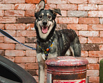 Собаки в Москве: Милый и весёлый Рей  Мальчик, Бесплатно - фото 3