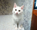 Кошки в Брянске: Котик Беляш ищет новых хозяив Мальчик, Бесплатно - фото 1
