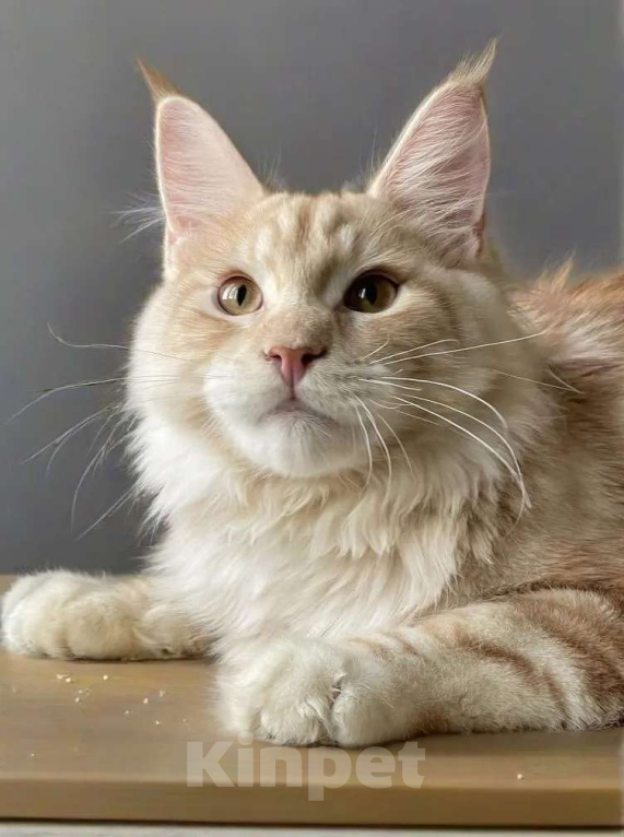 Кошки в Москве: КОТЕНОК МЕЙН-КУН Мальчик, 70 000 руб. - фото 5