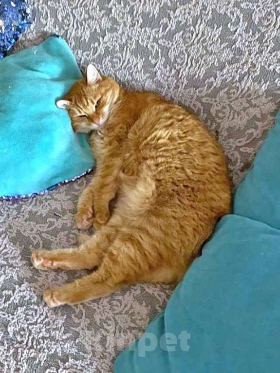 Кошки в Москве: Воспитанная интеллигентная рыжая кошечка Алиса ищет дом Девочка, 10 руб. - фото 7