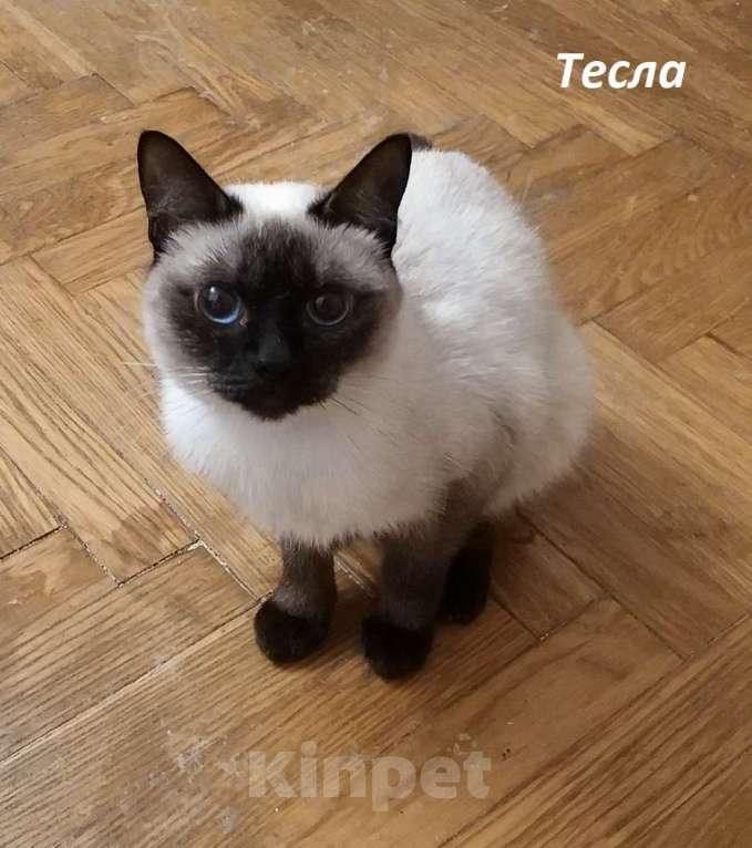 Кошки в Москве: Чистопородные тайцы из питомника за символическую сумму Разнополые, Бесплатно - фото 8
