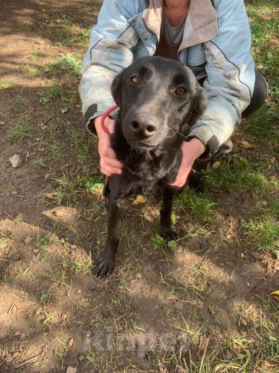 Собаки в Москве: Обворожительная МАРТА Девочка, Бесплатно - фото 6