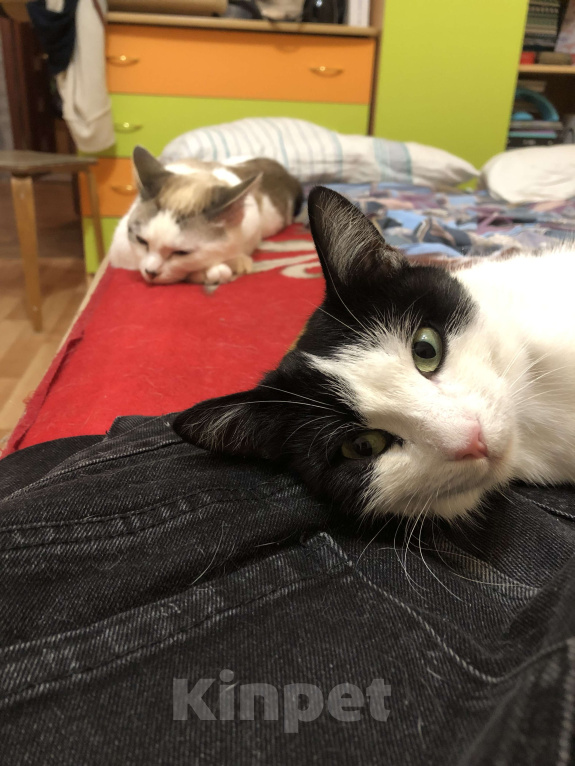 Кошки в Оренбурге: Сима Девочка, Бесплатно - фото 7