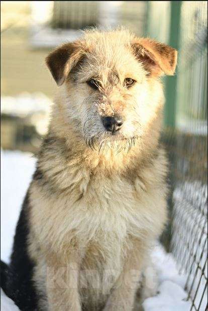 Собаки в Москве: Арчи в добрые руки Мальчик, Бесплатно - фото 6