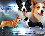 Собаки в Новосибирске: Вельш корги кадиган  Девочка, Бесплатно - фото 2