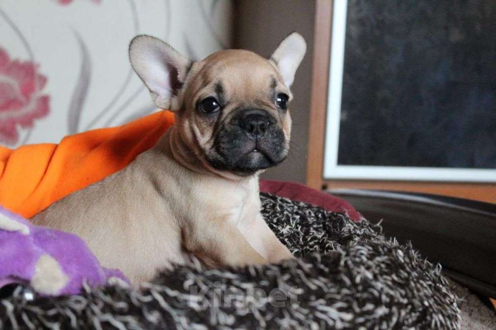 Собаки в Самаре: Истинная француженка  Девочка, 20 000 руб. - фото 2