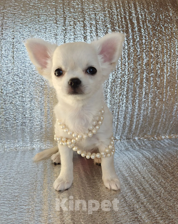 Собаки в Хабаровске: Щенок чихуахуа Девочка, Бесплатно - фото 3