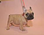 Собаки в Москве: Девочка французского бульдога  Девочка, 50 000 руб. - фото 5