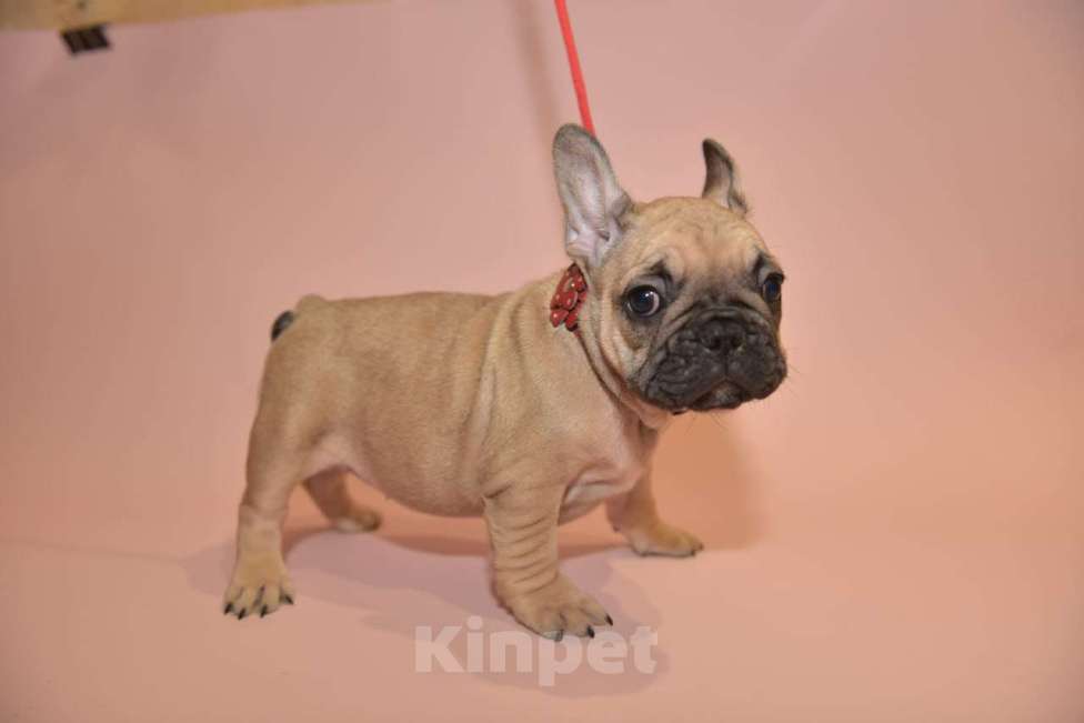 Собаки в Москве: Девочка французского бульдога  Девочка, 50 000 руб. - фото 5