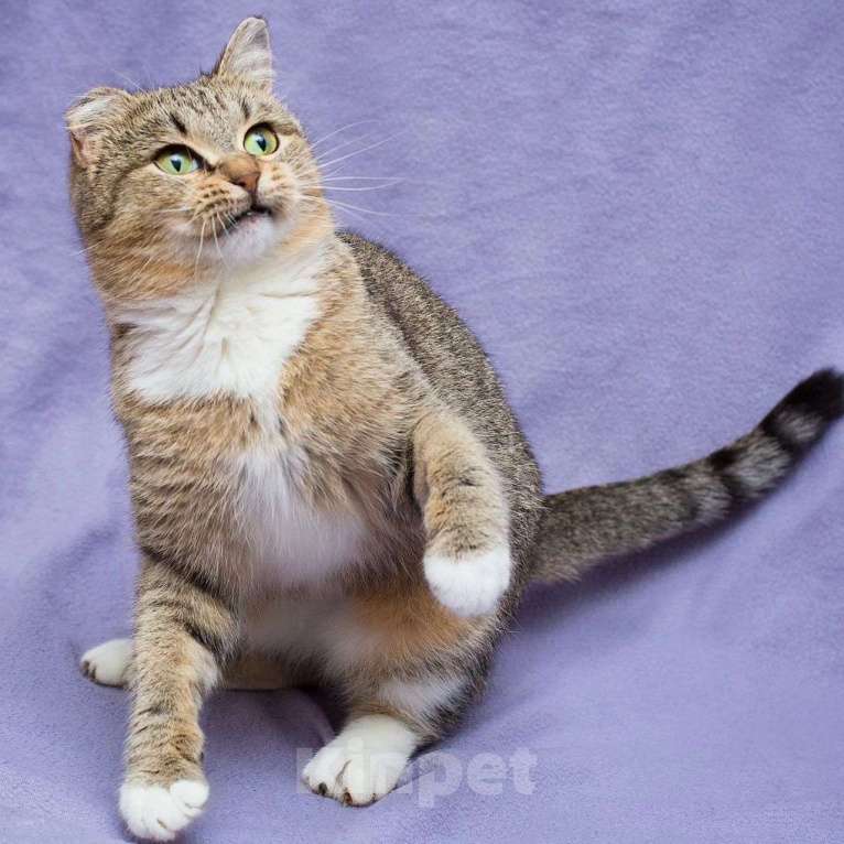 Кошки в Москве: Конфетку не забирают из-за ушка Девочка, Бесплатно - фото 5