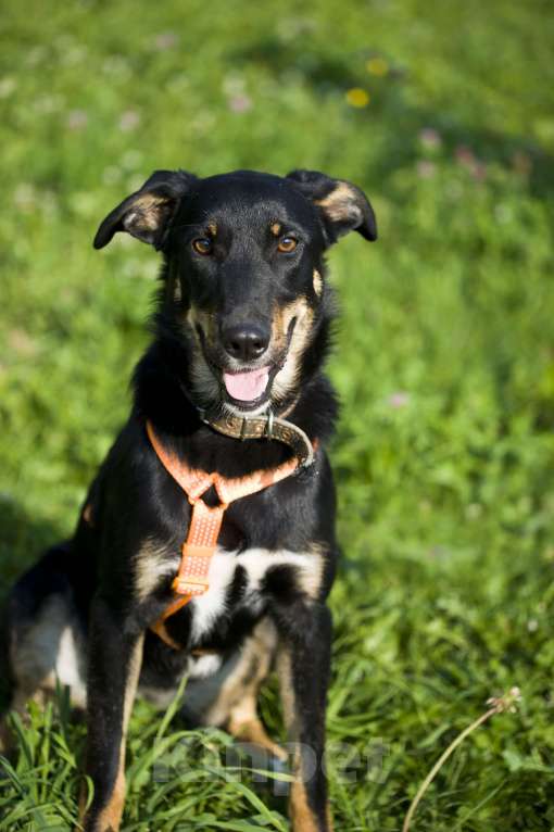 Собаки в Москве:  Джеки в добрые руки Девочка, Бесплатно - фото 1