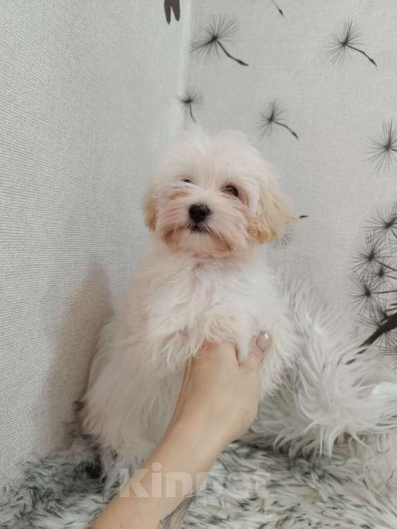 Собаки в Ижевске: Мини мальтипу f1 Мальчик, 75 000 руб. - фото 2