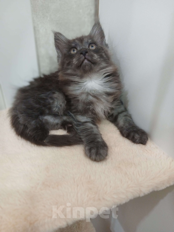 Кошки в Москве: Мейн кун котенок Девочка, Бесплатно - фото 2