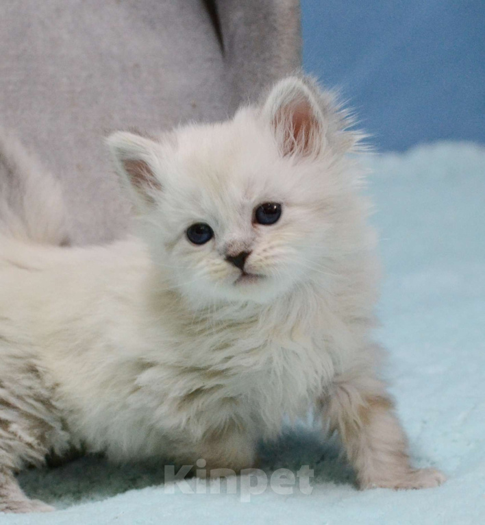 Кошки в Новочебоксарске: Сибирский котенок Невского окраса Девочка, 50 000 руб. - фото 2