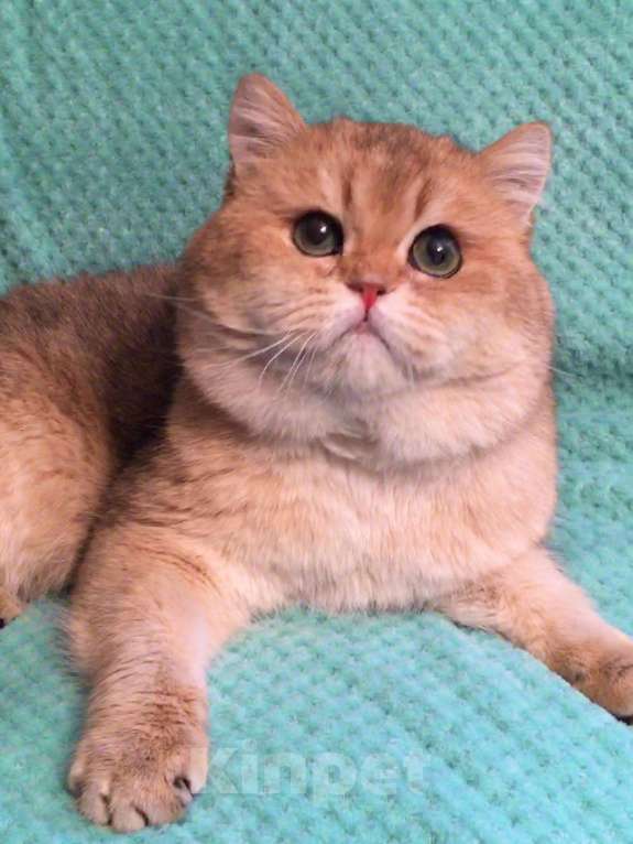 Кошки в Касимове: Кот на Вязку., 8 000 руб. - фото 1