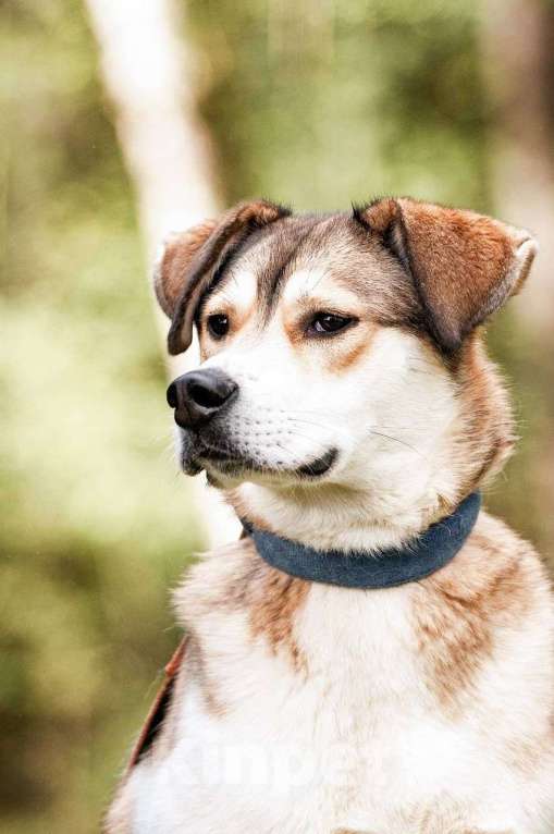 Собаки в Красногорске: ПЕРСИК Мальчик, Бесплатно - фото 2