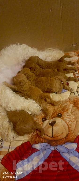 Собаки в Краснодаре: Щенки мальтипу Разнополые, 25 000 руб. - фото 7