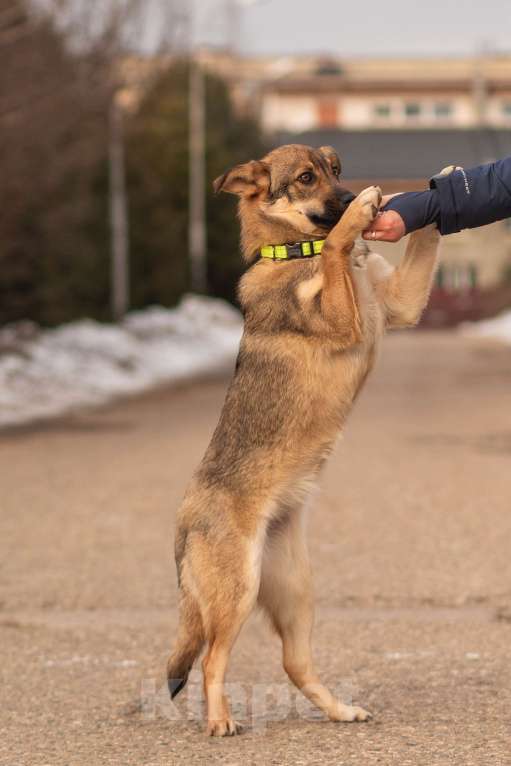 Собаки в Красногорске: Даша, 6 месяцев  Девочка, Бесплатно - фото 3