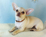 Собаки в Санкт-Петербурге: Щенок чихуахуа девочка Девочка, 40 000 руб. - фото 1